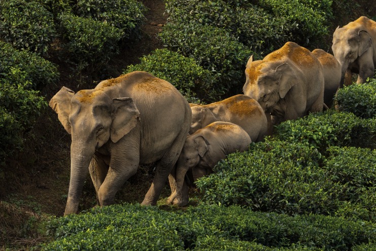 03_cr_Brent_Stirton_NationalGeographic_2802340_3J