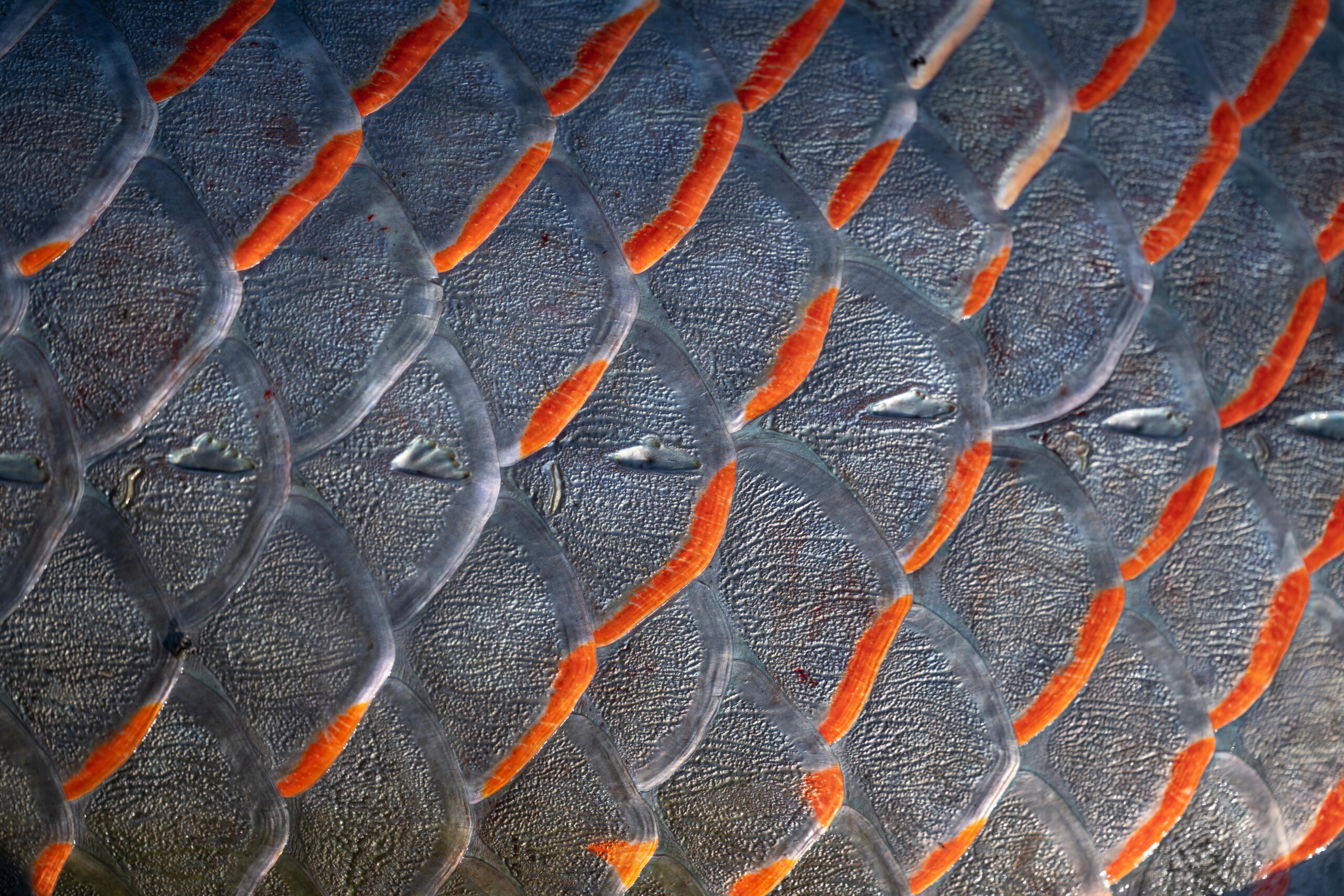 NS18350287_NGSPPAMZ_Andre Dib_21092022-_Z093726_