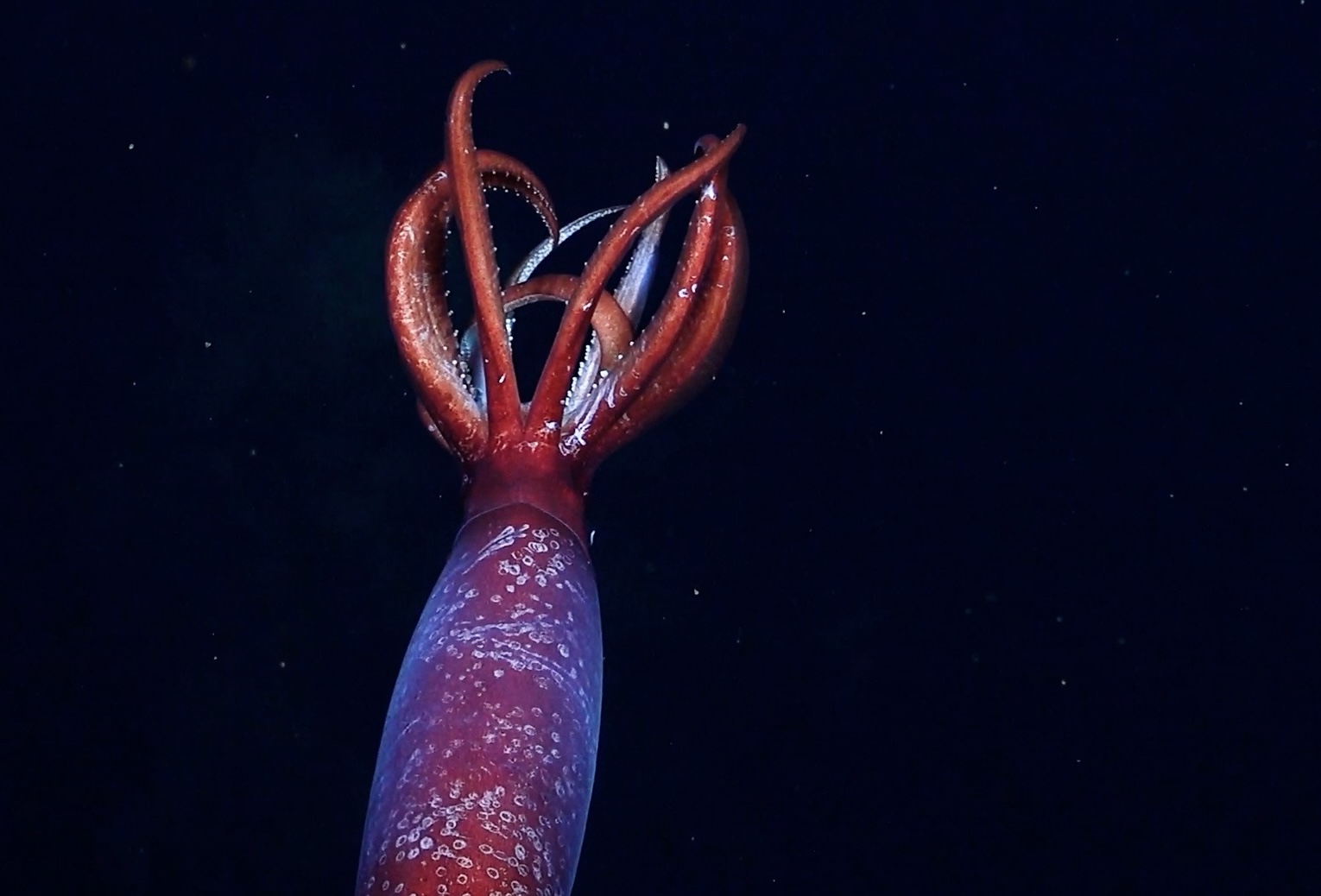 Perpetual Planet Expeditions Perpetual Planet Expeditions Antarctic gonate squid