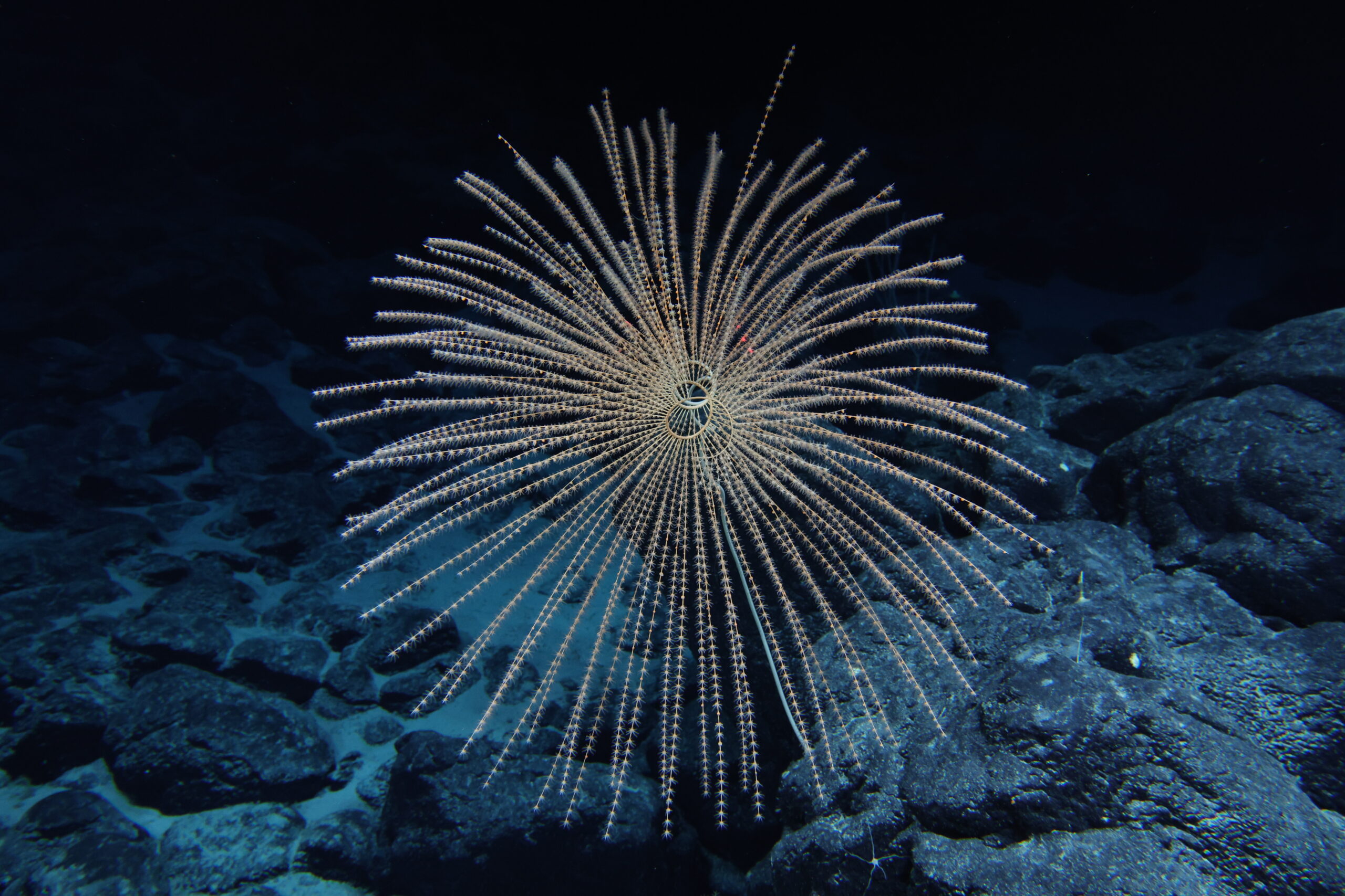 Deep sea floor exploration Perpetual Planet Exploration